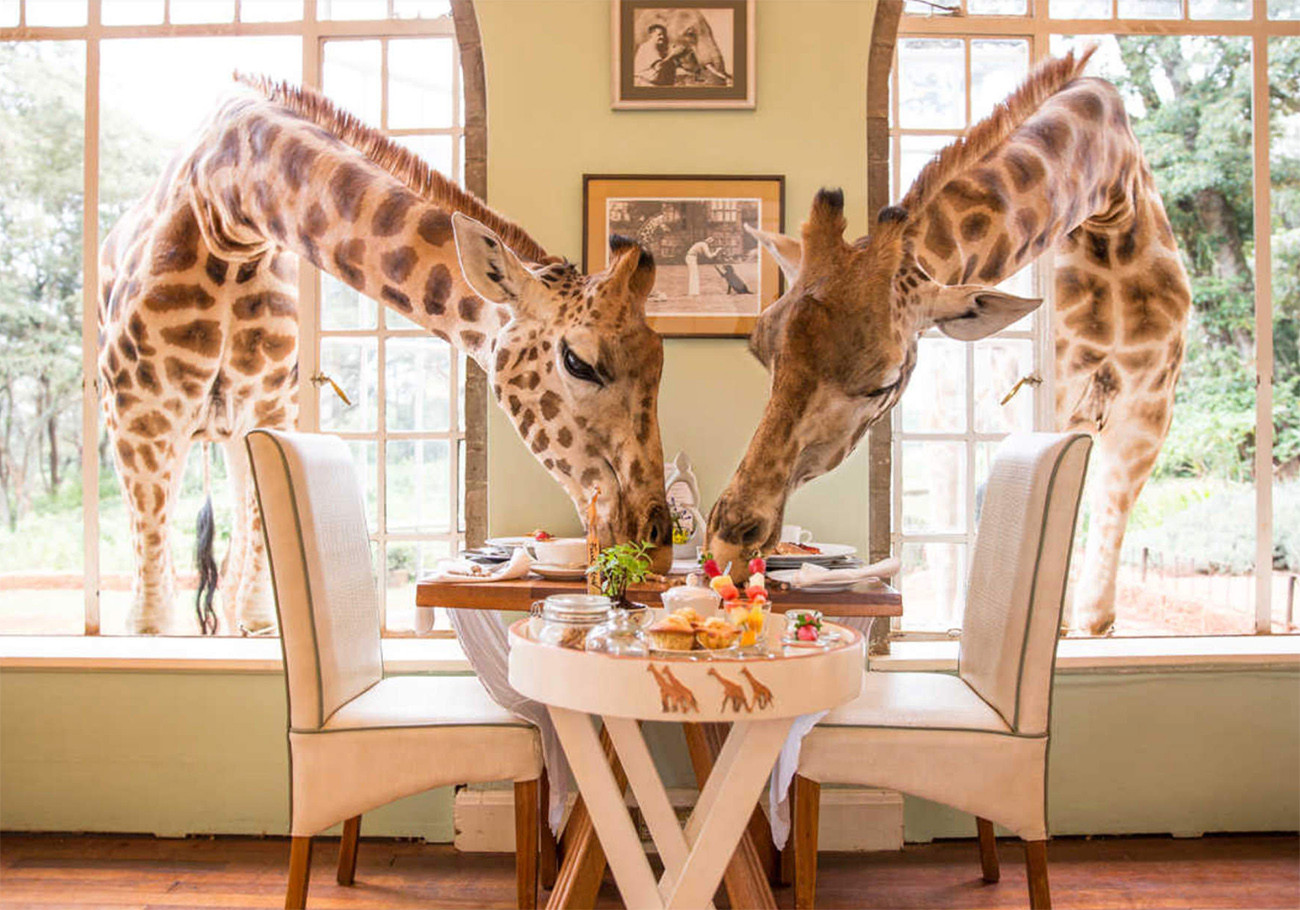 Deluxe Safari de Karibu Quênia